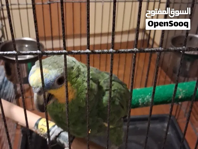 ببغاء امازوني اورنج وينجز
