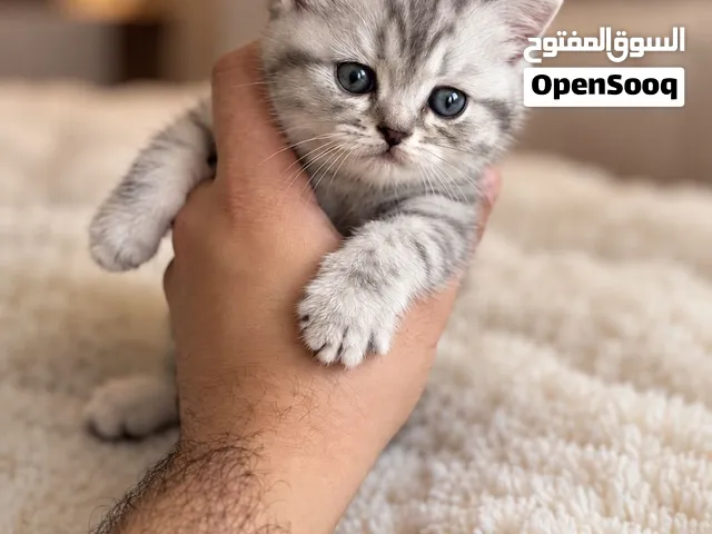 قطه شيرازية كيتن للبيع