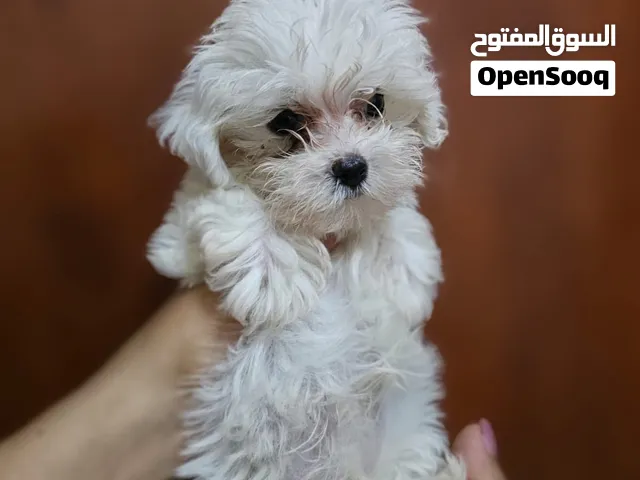 Toy Maltipoo for sale
