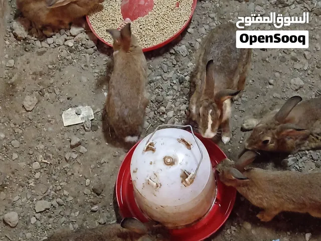 أرانب للبيع ذكور فقط
