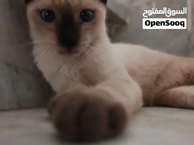 قط للتبني سيامي