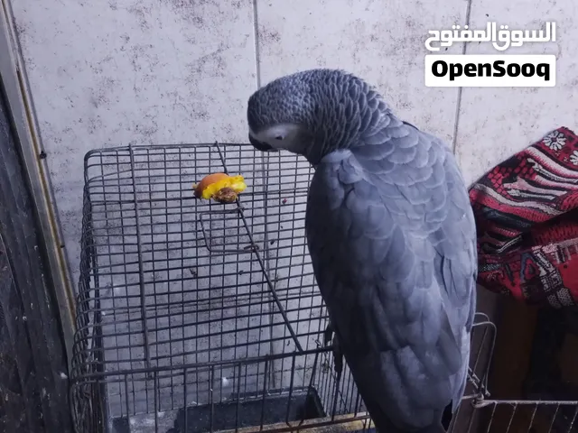 بغبغاء كاسكو حلقتة ذهبية 2018 فحل