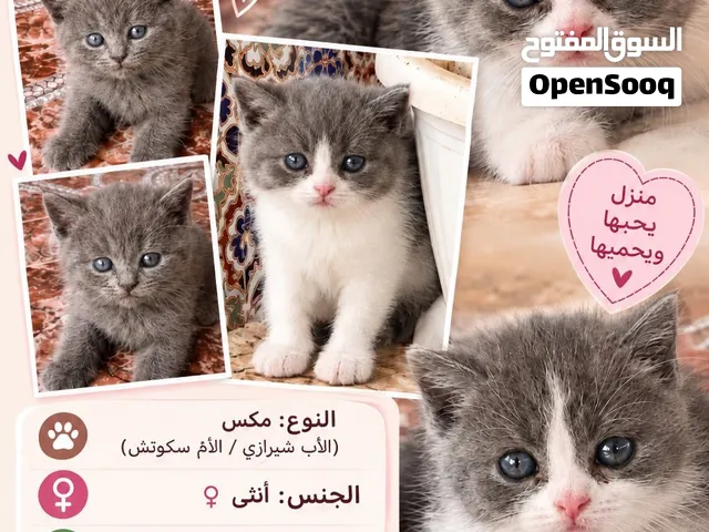 قطط للبيع إناث