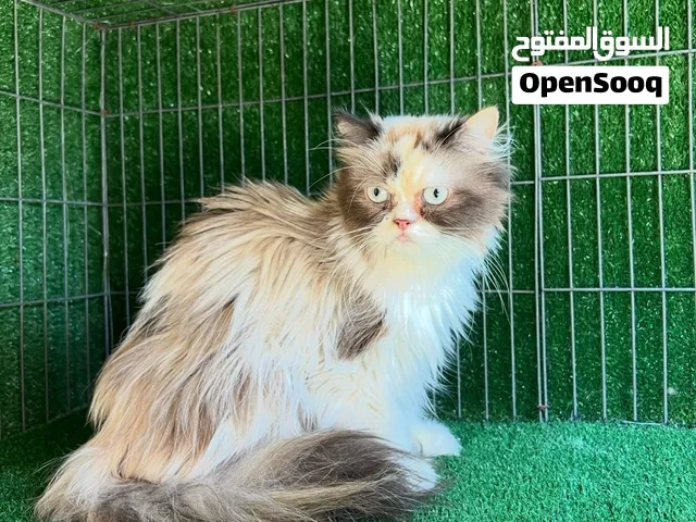 انثى راغدول منتجه ربي يبارك صحتها ممتازه كيف فطمت 3 صغار