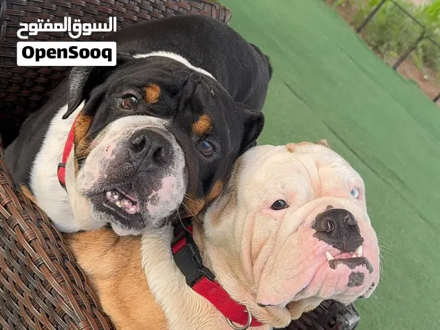 انجليش بولدوج مستوي عالي و نادر English Bulldog unique