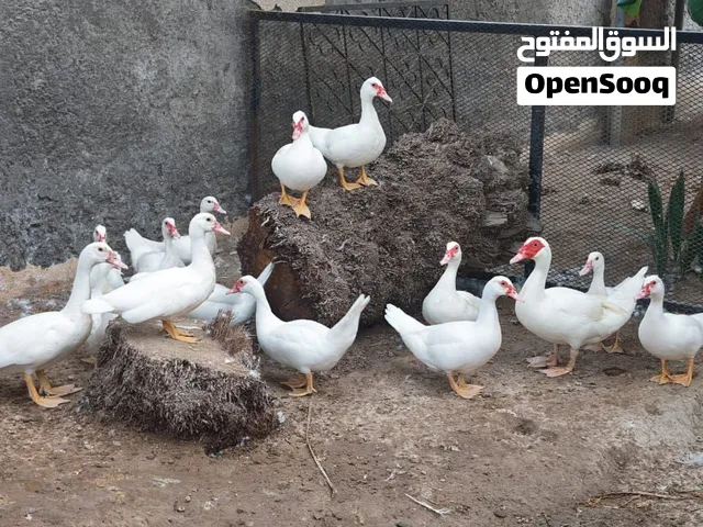 بط مسكوفي الجامبو الابيض الخالص للبيع