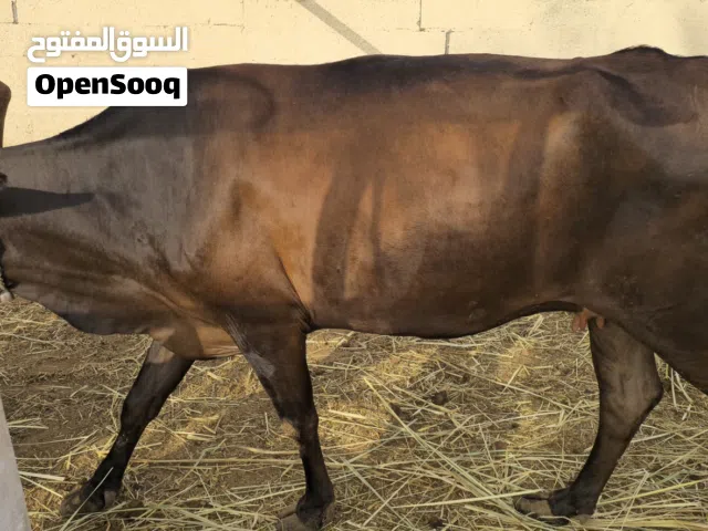 بقرة باكستانية