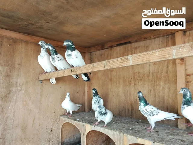 Many Varieties pigeon