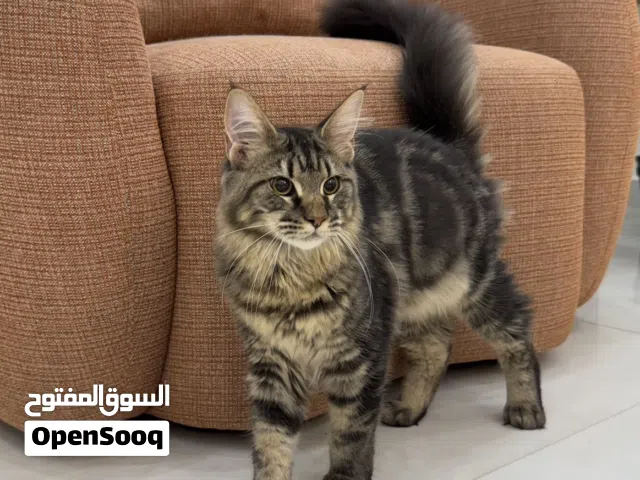 ماين كون mainecoon