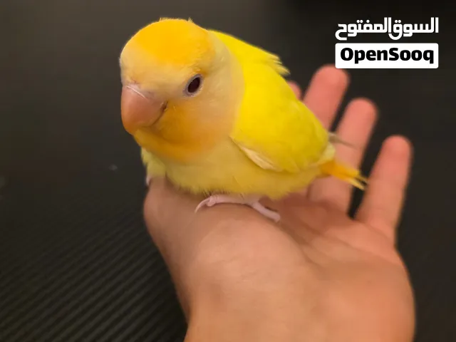 فرخ روز بركديلو اورنج للبيع