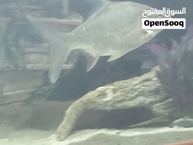 platinum tinfoil barb available