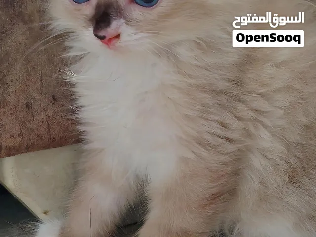 كيتين راغدول 45 يوم