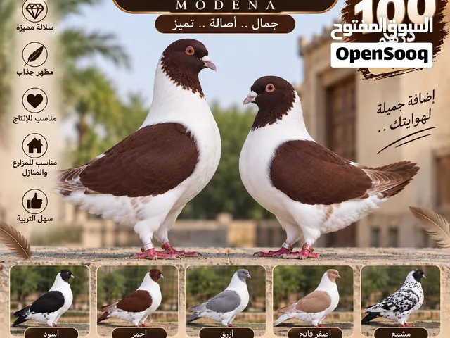 حمام مودينا للبيع