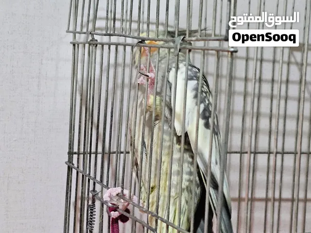 ببغاء كوكتيل اليف للبيع