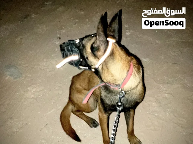 كلبة مالينوا انثى عمر عام و 5 شهور