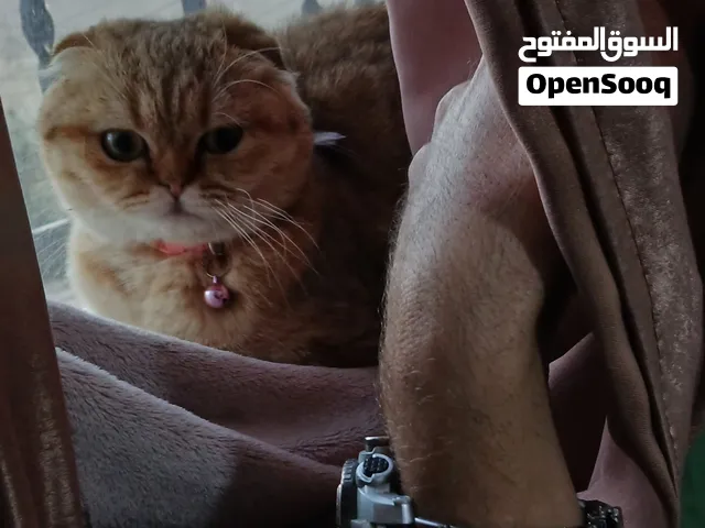 سكوتش جولد