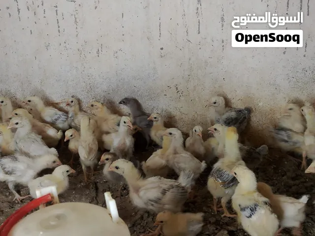 صيصان فرنسي اصل للبيع