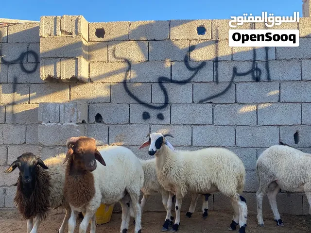 على الله الاتكال 4 حواله 1 حوليه ( العدد 5 )