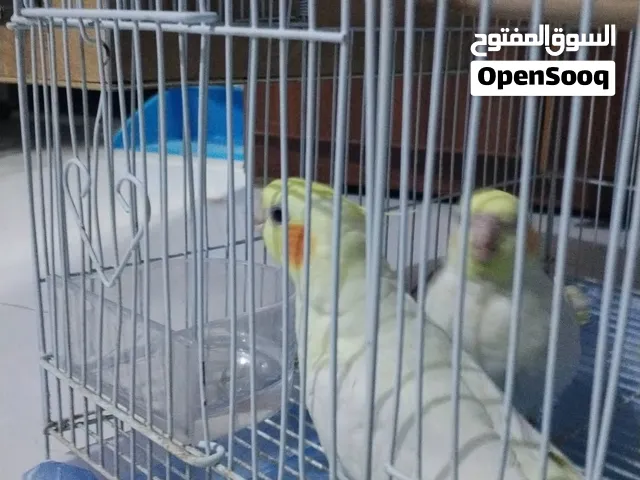 Cockatiel birds Pair