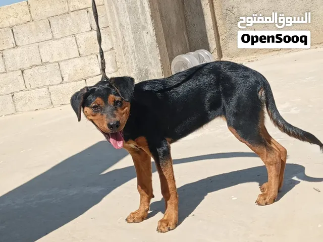 أنثى روت وايلر