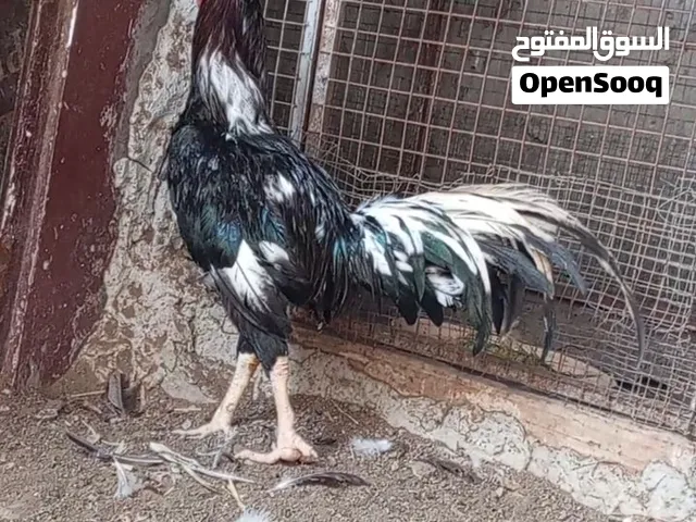 ديك باكستان اصل x,  مطلوب 15 ريال، موقعي لوى