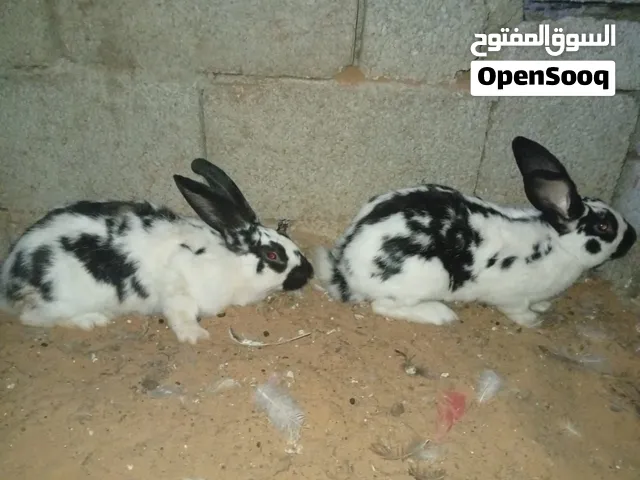 زوز كوبيات فراشة إقرأ الوصف