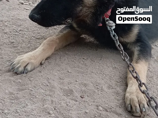 الاسم هايبر العمر10اشهر يسمع الاوامر سبب البيع عدم التفرغ ماعندي مجال اداريه جلب ممتاز