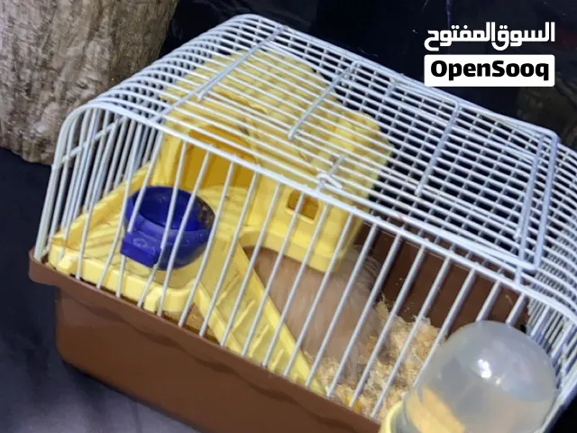 هامستر للبيع مع اغراضه قفص ودولاب منفصل