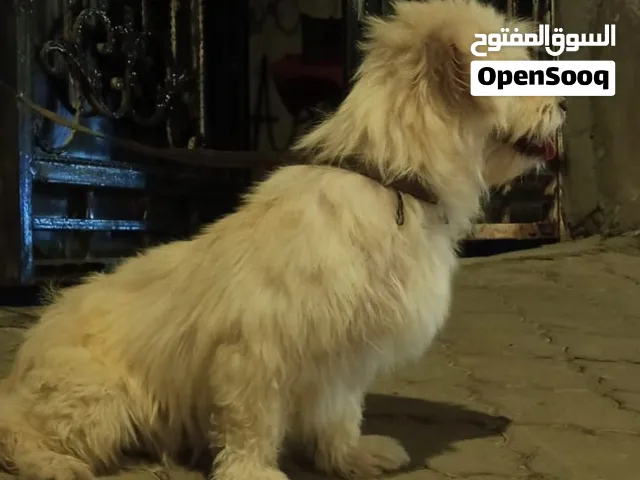 كلبه نضيفه