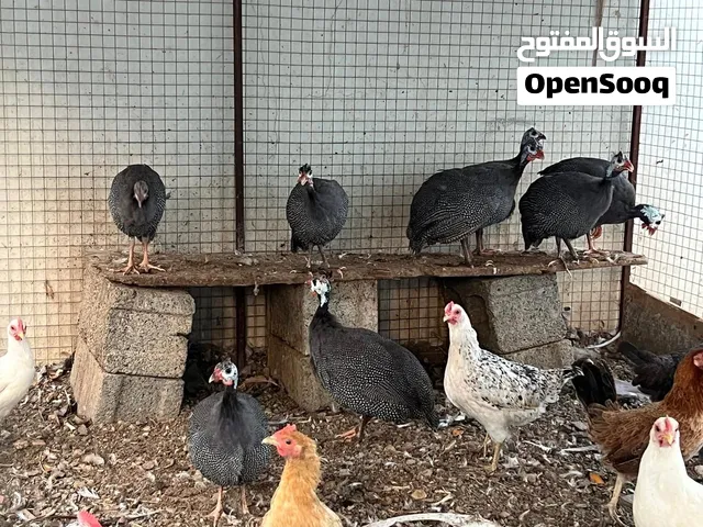 للبيع دجاج عماني وحبشي وبط عبري