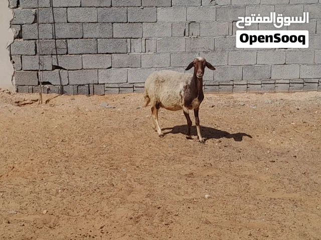 نعجه وطنيه الله يبارك عشره مقربه علي ميلاد ضرعها نازل تبي اقل من شهر بادن الله وتلد سنها اول جمع