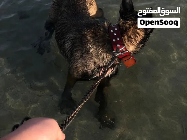 كلب ملينوا