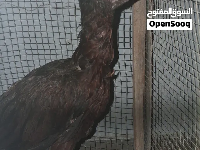 للبيع دجاجة فايتر العمر 4 اشهر السعر 7 دينار وقابل للتفاوض