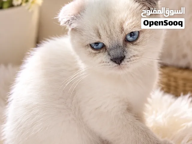 قطط  رائعه  ومميزه