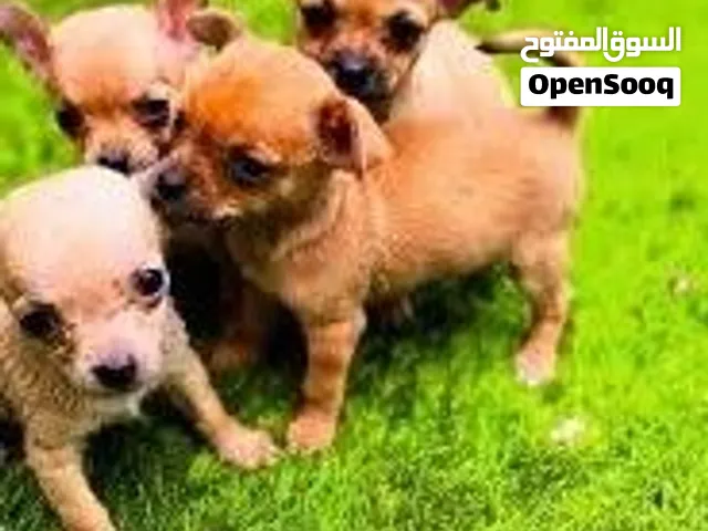 جراء شيواوا اصليه للبيع في الكاف تونس