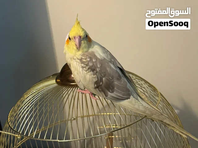 طائر كروان اليف جدا جدا وسليم