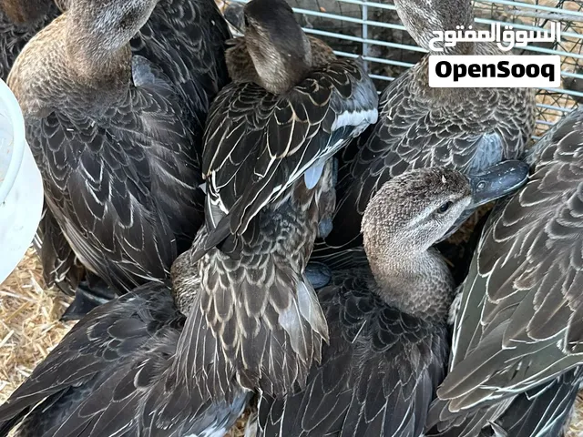 حذاف او ( شرشير صيفي )