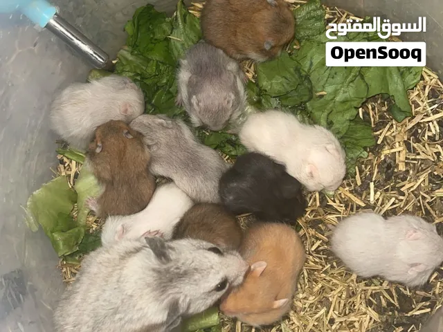 هامستر إناثي وأزواج وفراخ