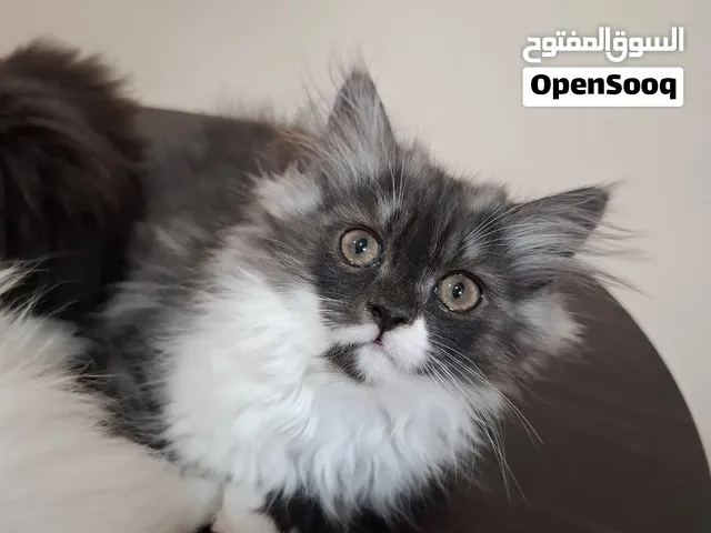 قطط شيرازي عمر شهرين متعود علي دراي فود وليتربوكس لعوبين ونظاف جدا من اب شيرازي وام انجورا