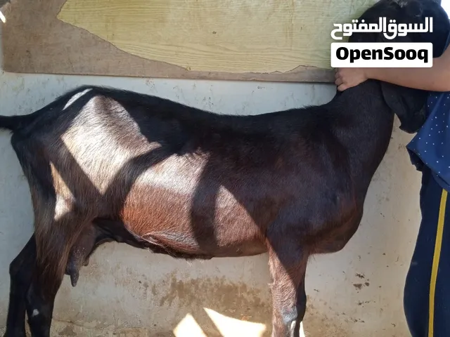 غنم للبيع بسعر حرق
