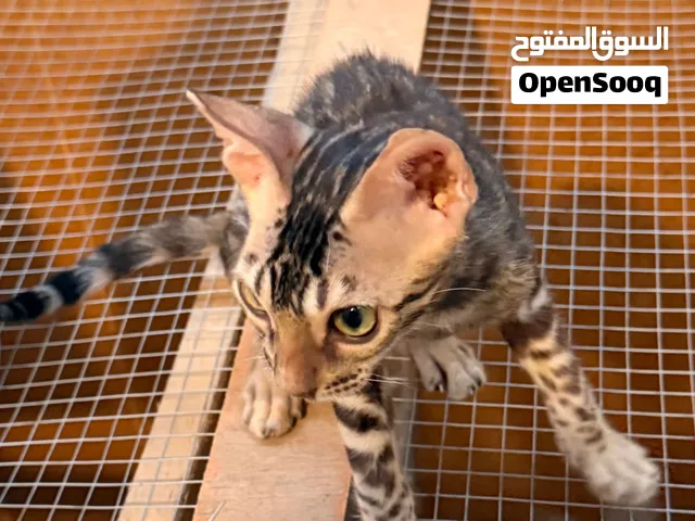 قط البنغال عمره 3 اشهر يحب اللعب وليف جدا