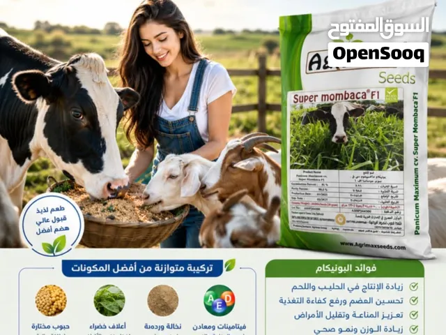 البونيكام الاسباني العلف الأخضر