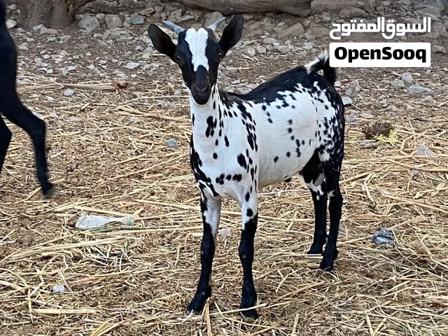 للبيع صخل صلالي
