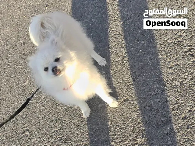 بومرينيان اصلي