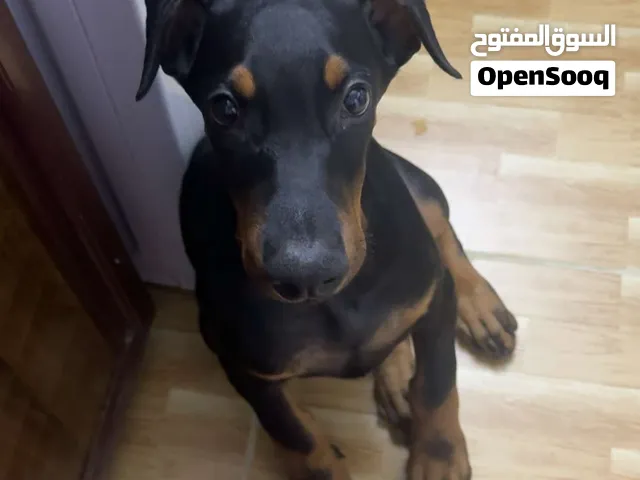 كلب دوبر مان بيور 100٪ للبيع