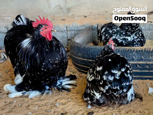 دجاجتين وديك استرالي فولي درجه اولى