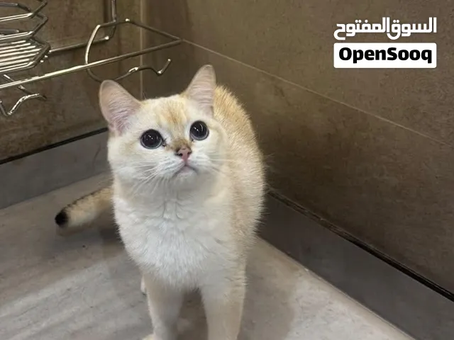 سعر40 ذكر سكوتش ستريت عمره 9 شهور مع دقتر الطتعيمات و اغراضه و وتوصيل مجاني