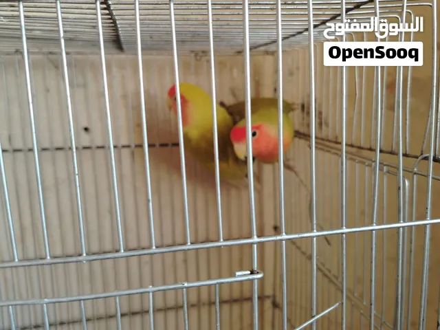 كوبيات بركاديلو ربي يبارك