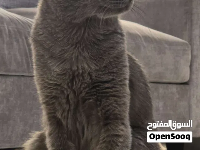 قط British Shorthair للبيع مدرب على لتر بوكس