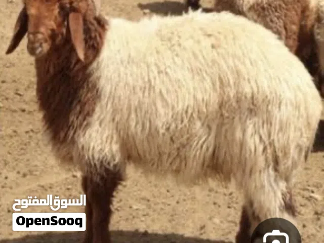 للبيع طليان محلي ومندي